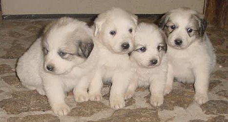 Girl puppies